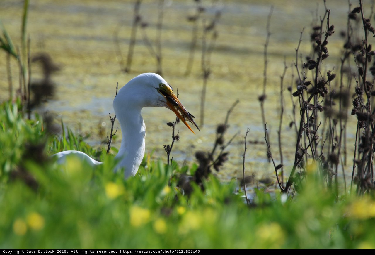 Great Egret Hunting in Wetland Vegetation