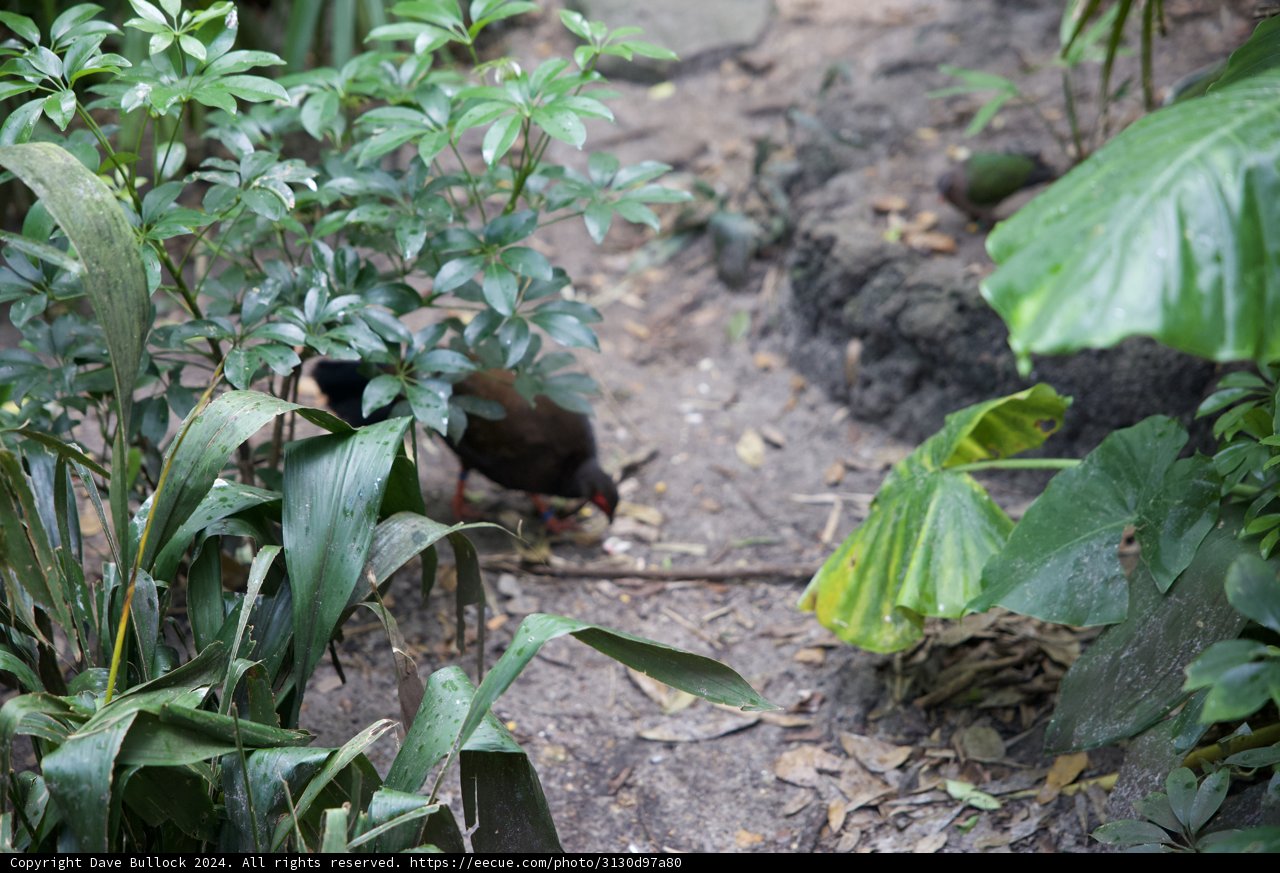 Feathered Wanderer in the Animal Kingdom