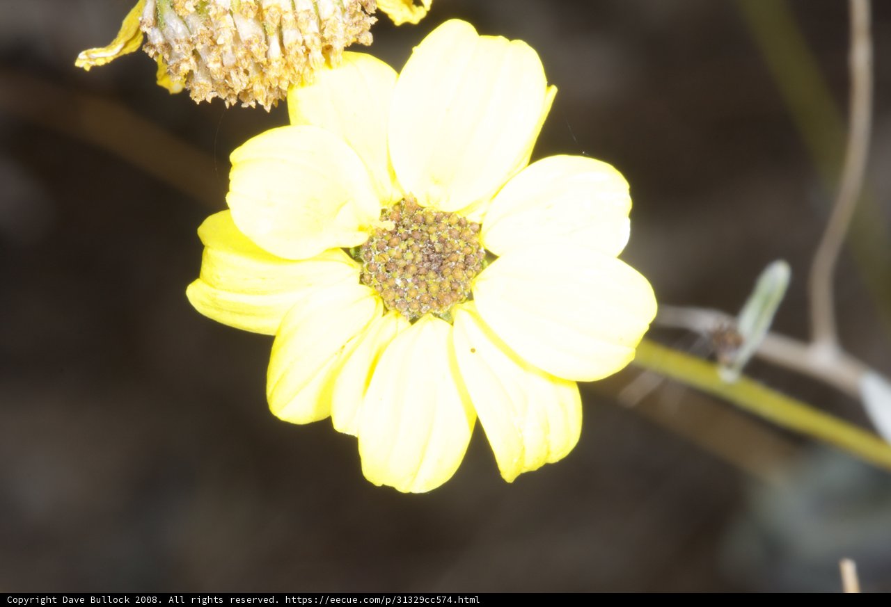 Desert Daisy