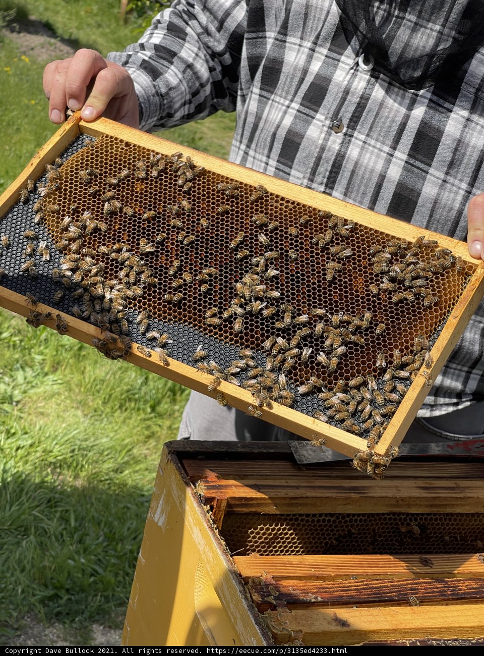 Beekeeping in Carmel