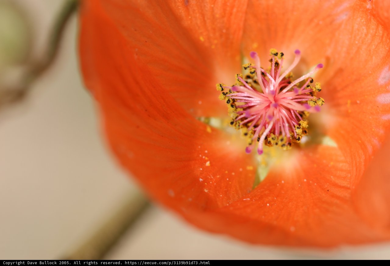 The Face of a Geranium