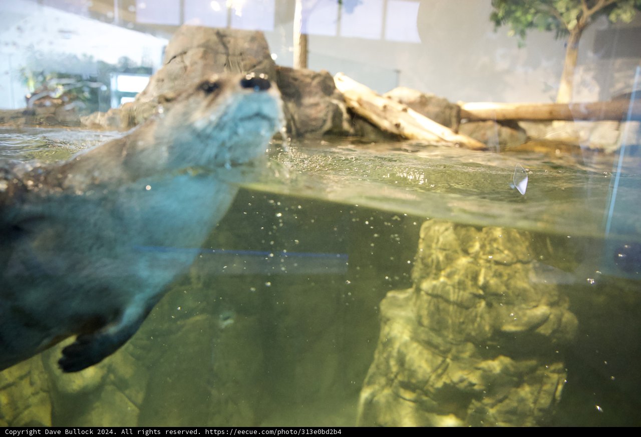 Serene Swim of the Sea Otter