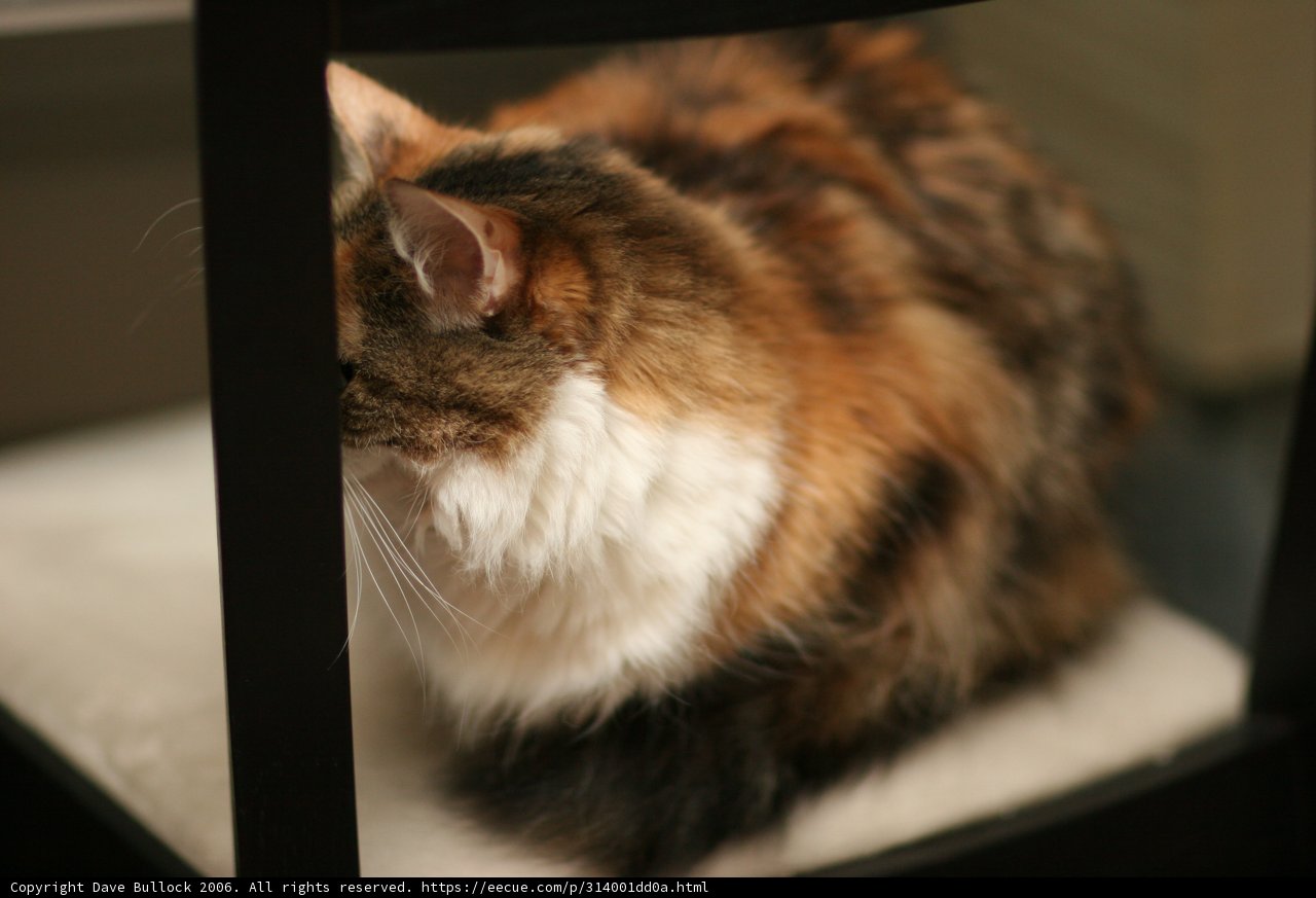 Purrfectly Poised