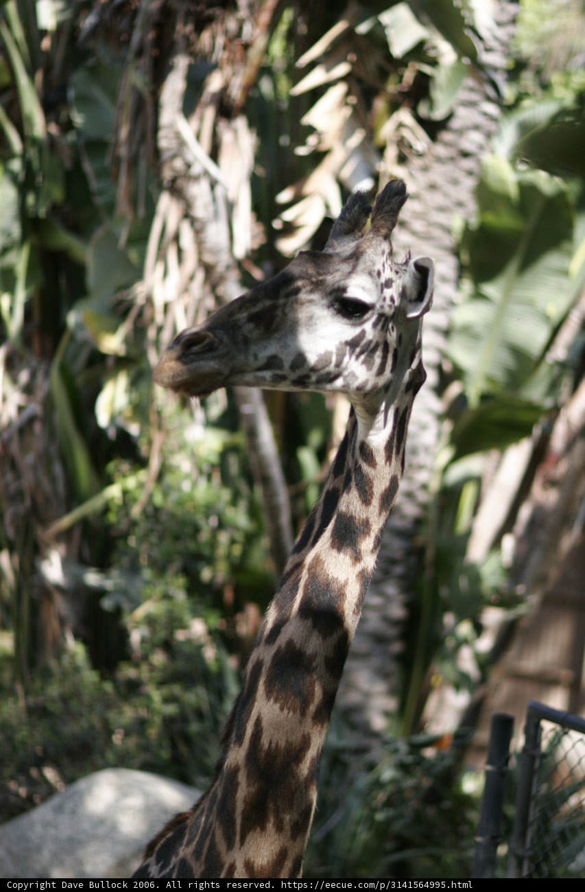 Majestic Giraffe at the Zoo