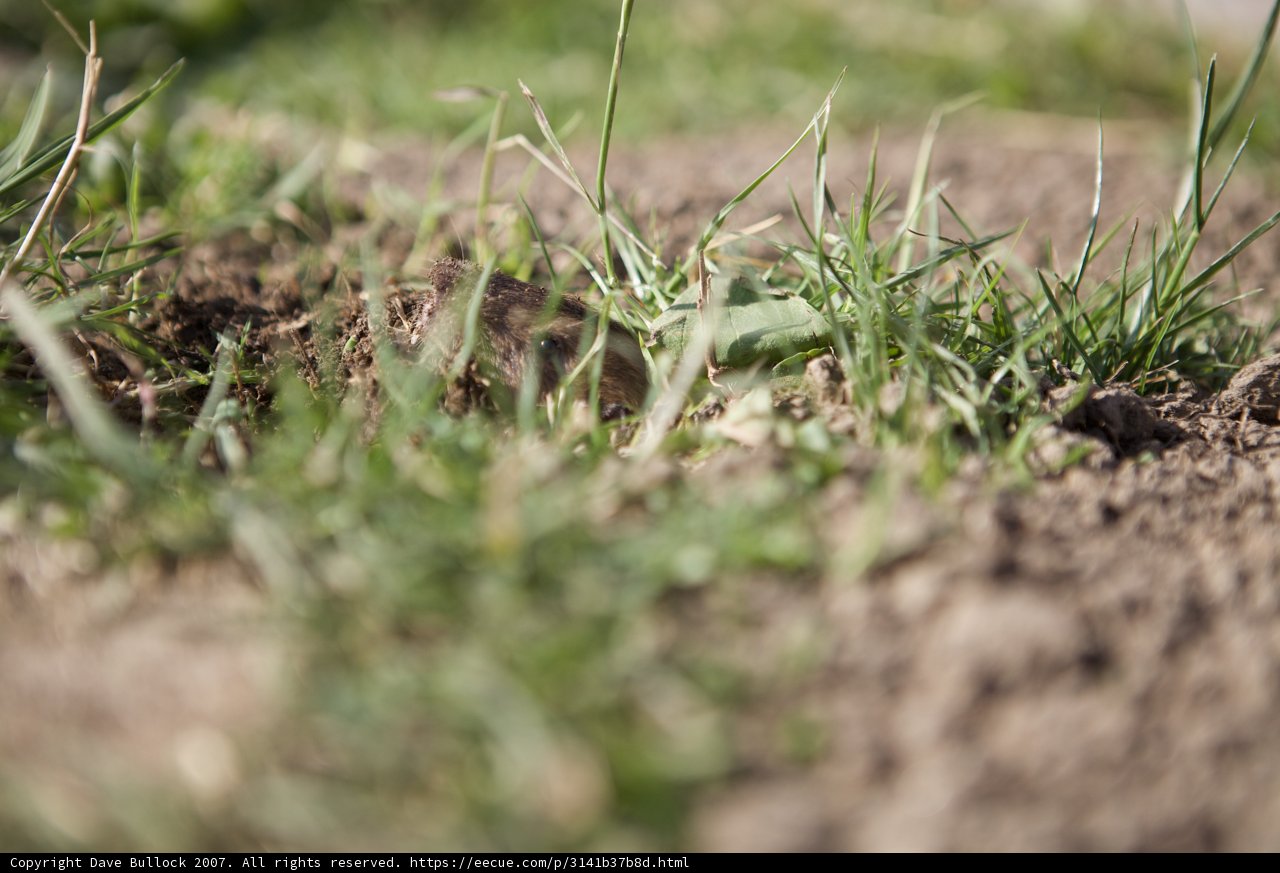 A Patch of Wild Grass