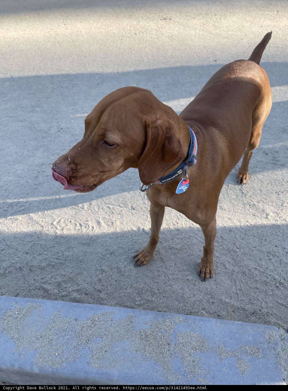 Blue Collar Vizsla on the Sidewalk