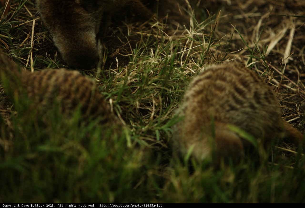 The Meerkat Mealtime Moment