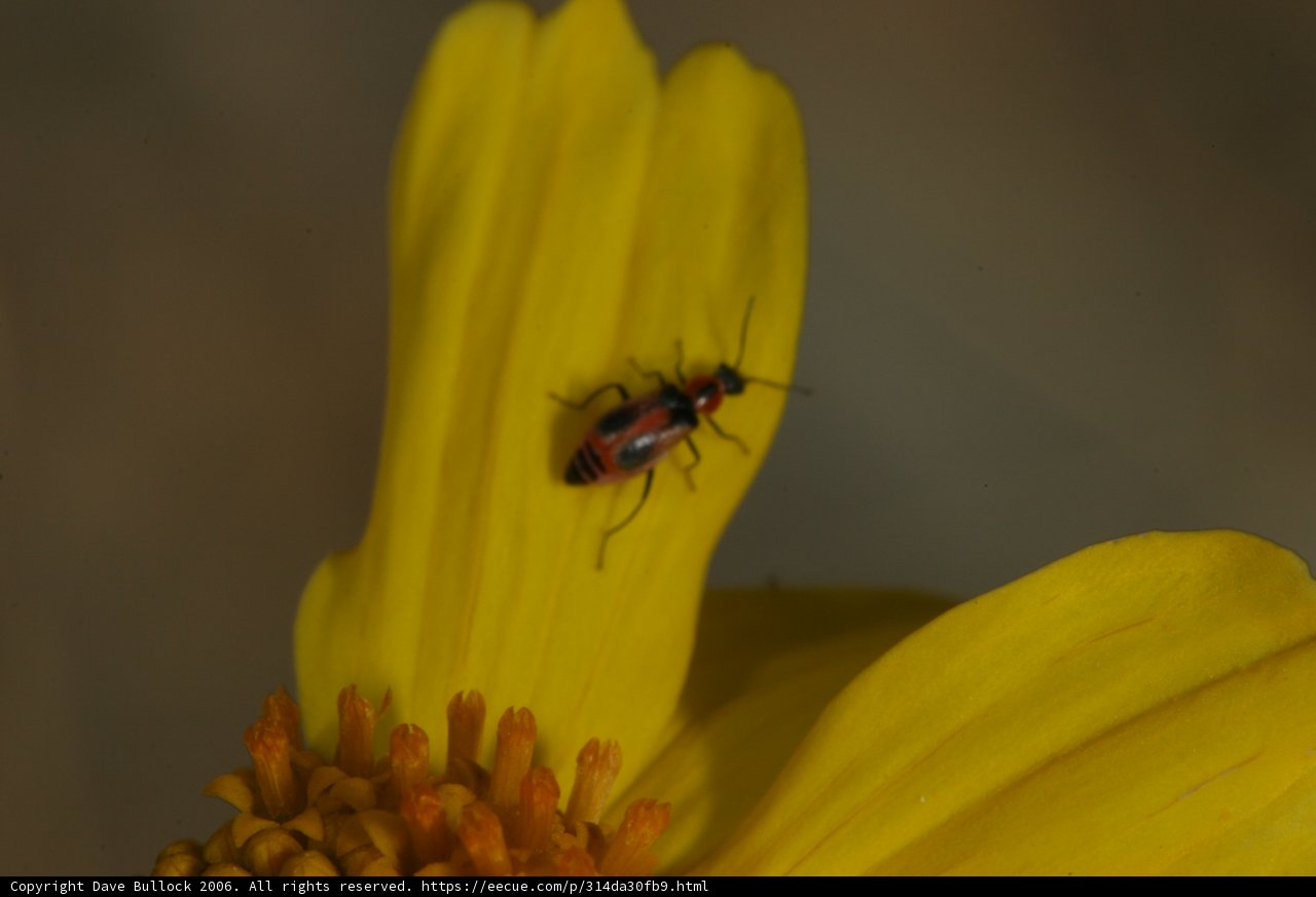 Insect collecting pollen from yellow daisy