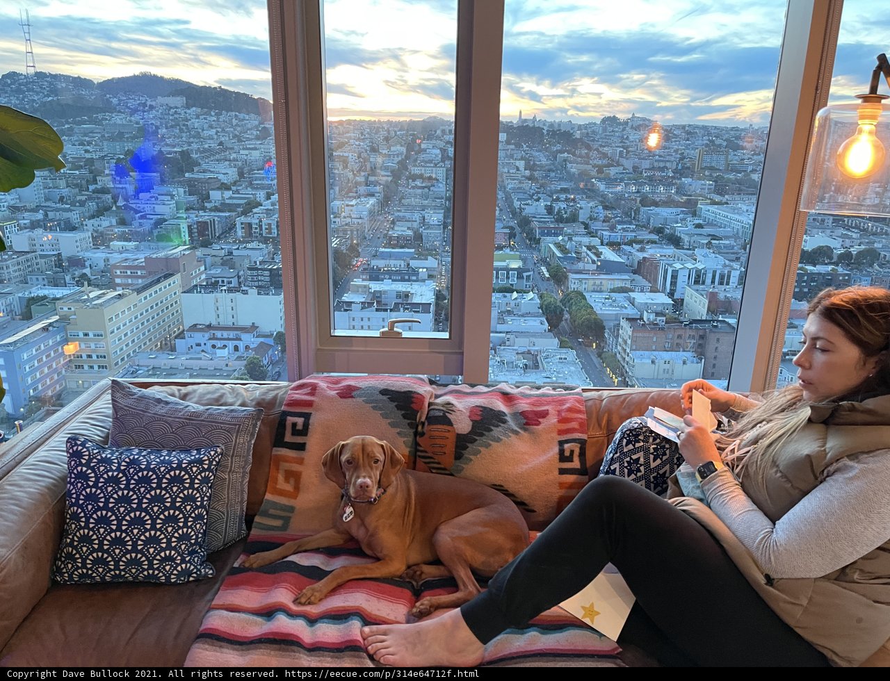 City Living with Canine Companion
