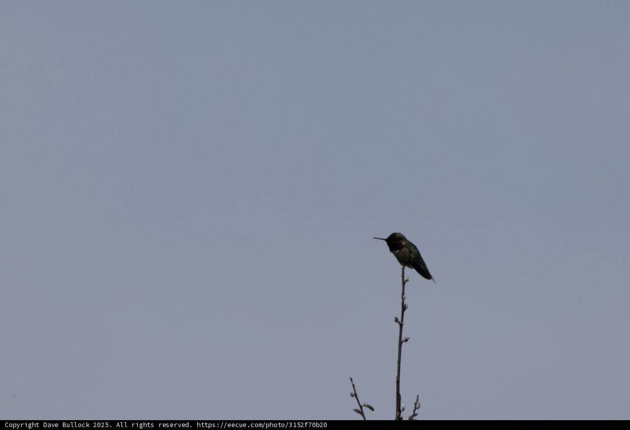 Perched in Serenity