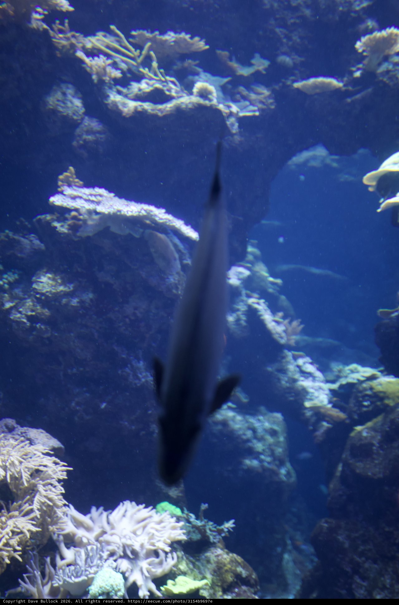 Underwater Scene with Fish and Coral Reef