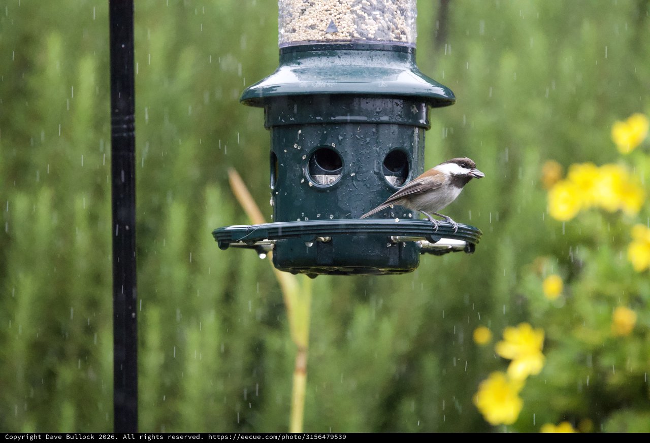 Small Bird Feeding in the Rain at Garden Feeder