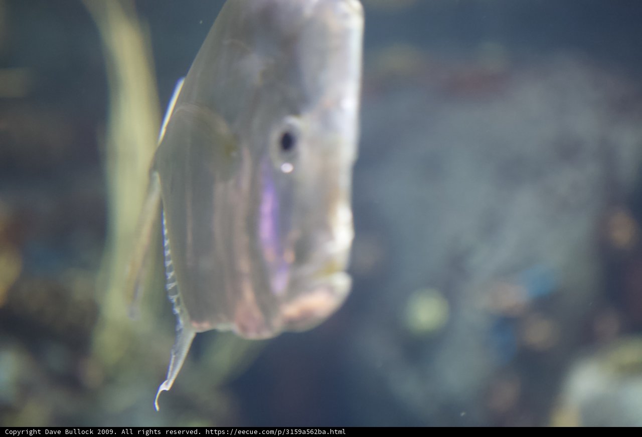 The Long-Nosed Fish