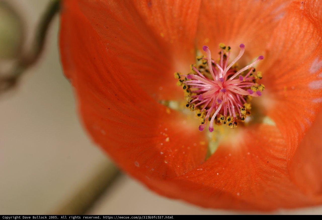 Center of the Geranium Flower