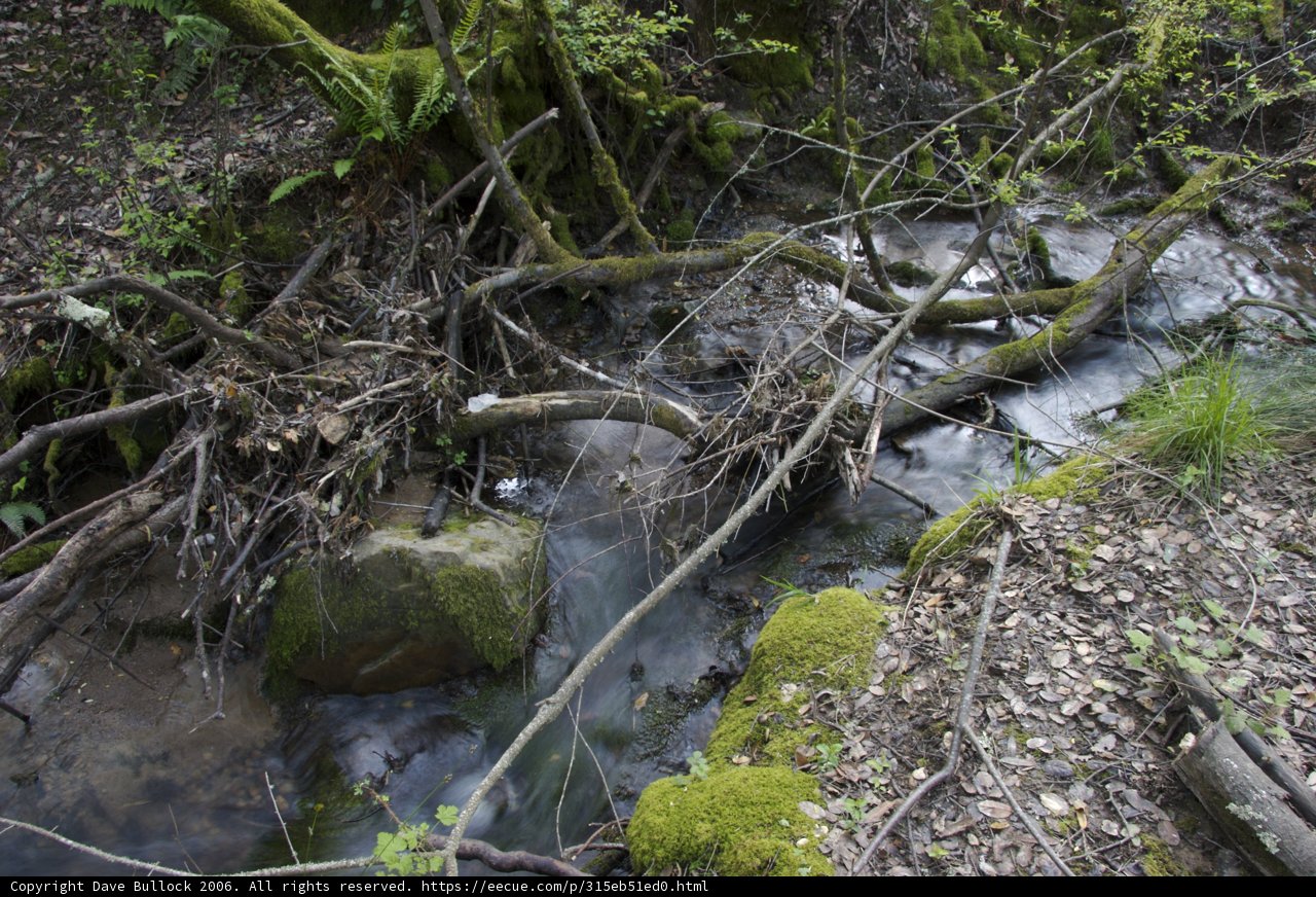 Serene Stream in the Forest