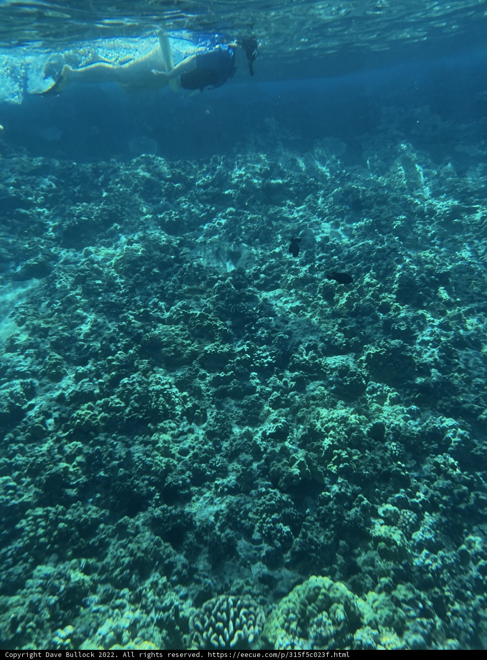 Exploring the Colorful Coral Reef