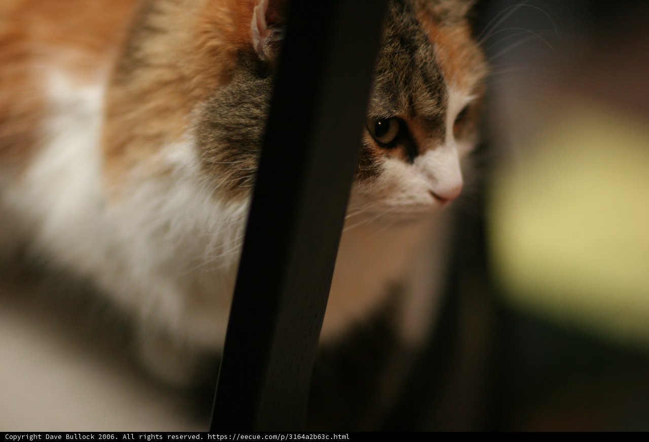 Feline Curiosity