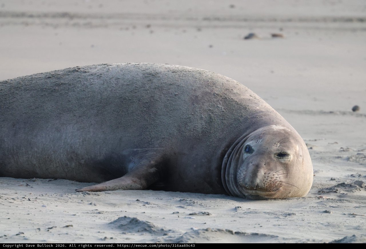 Elephant Seal Resting on Sandy Beach at Drakes Beach