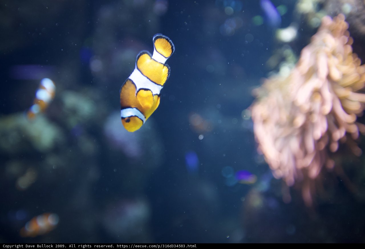 Swimming with the Clownfish