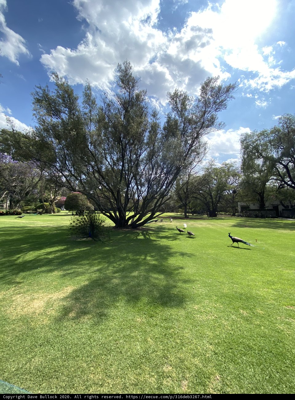 Majestic Oak Tree with Birds in Xochimilco Park