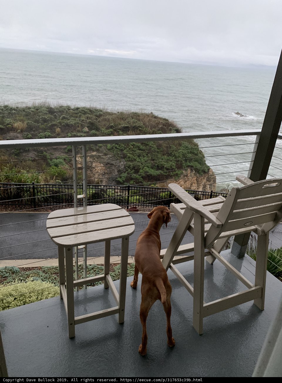 Pismo Beach Pooch
