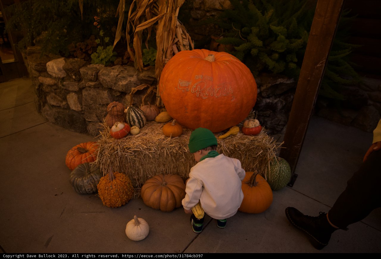Enchantment in the Pumpkin Patch