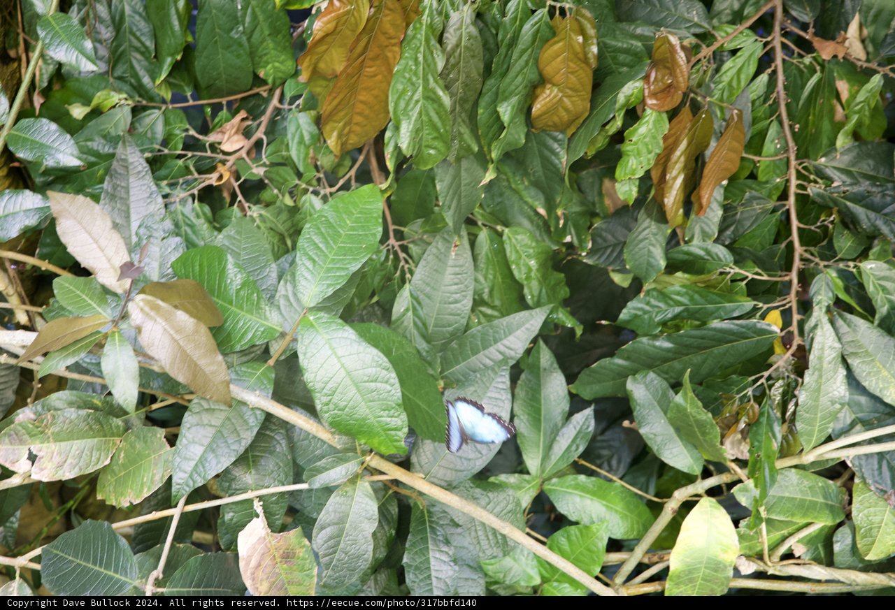 Captivating Moments in Nature: The Blue Butterfly Encounter