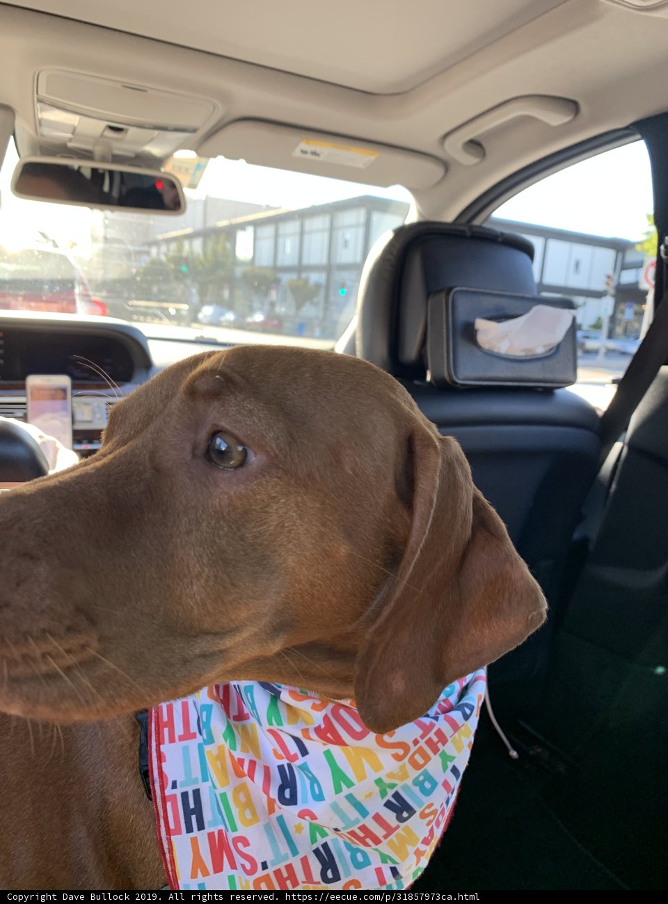 Cruising with my Canine Companion