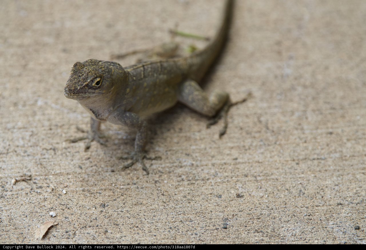 Encounter at the Honolulu Zoo: Stare of the Urban Gecko