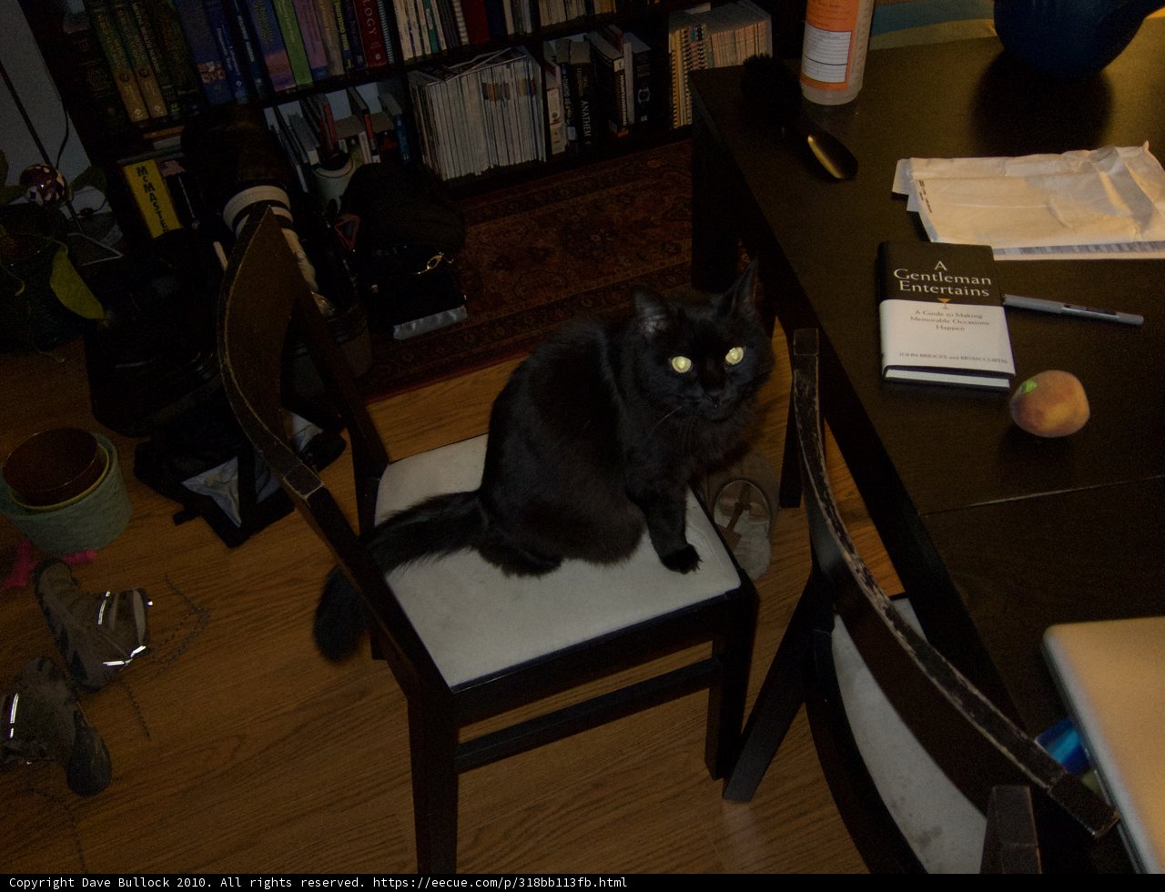 The Mysterious Black Cat on the Chair