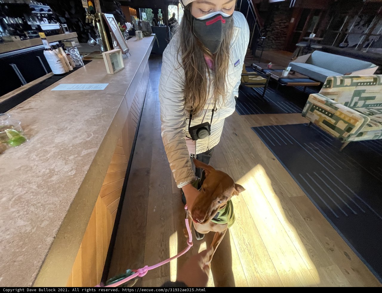 Walking the Dog in the City