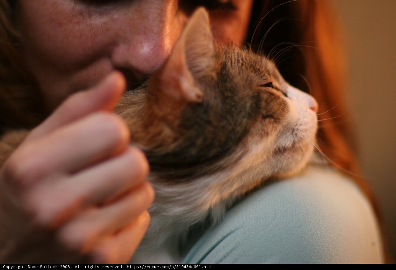 Snuggles with my Abyssinian