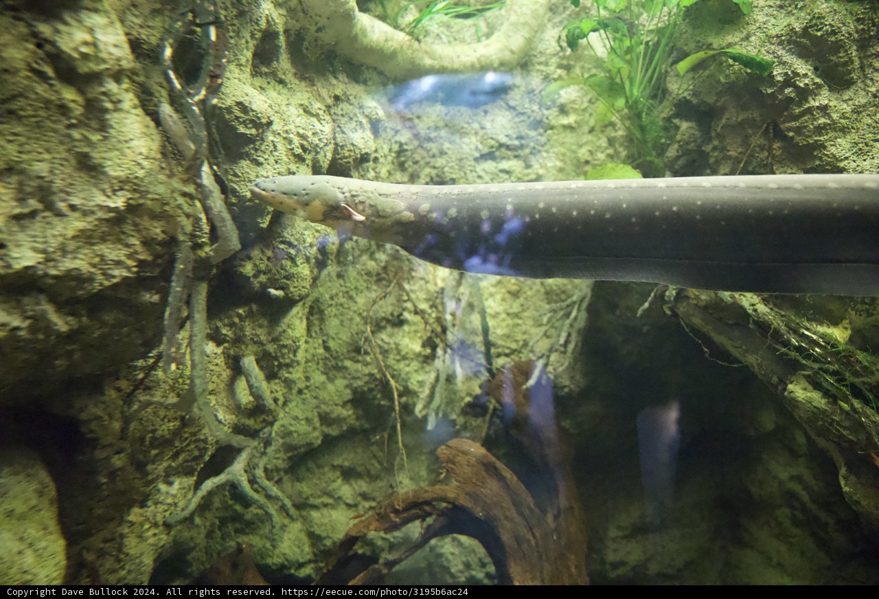 An Aquatic Journey at the California Academy of Sciences