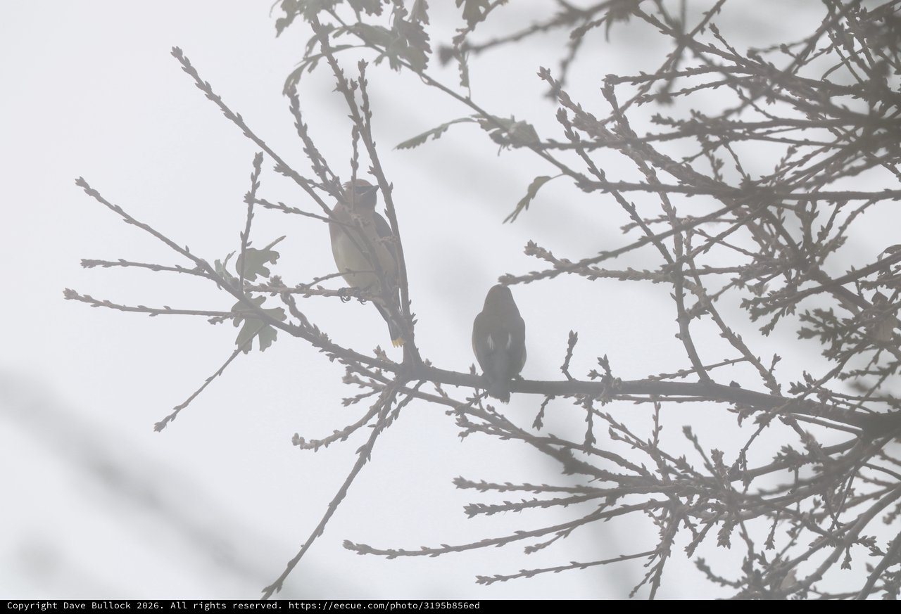 Two Birds Perched on Frost-Covered Branches in Winter