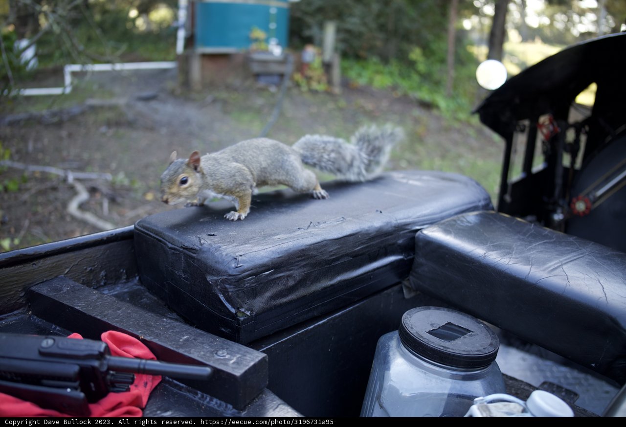 An Unexpected Visitor at SF Zoo, November 2023
