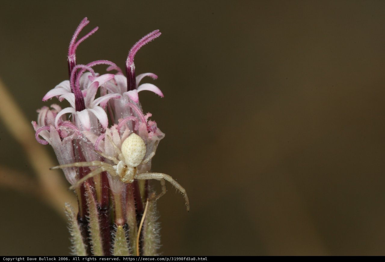 Arachnid Admiration
