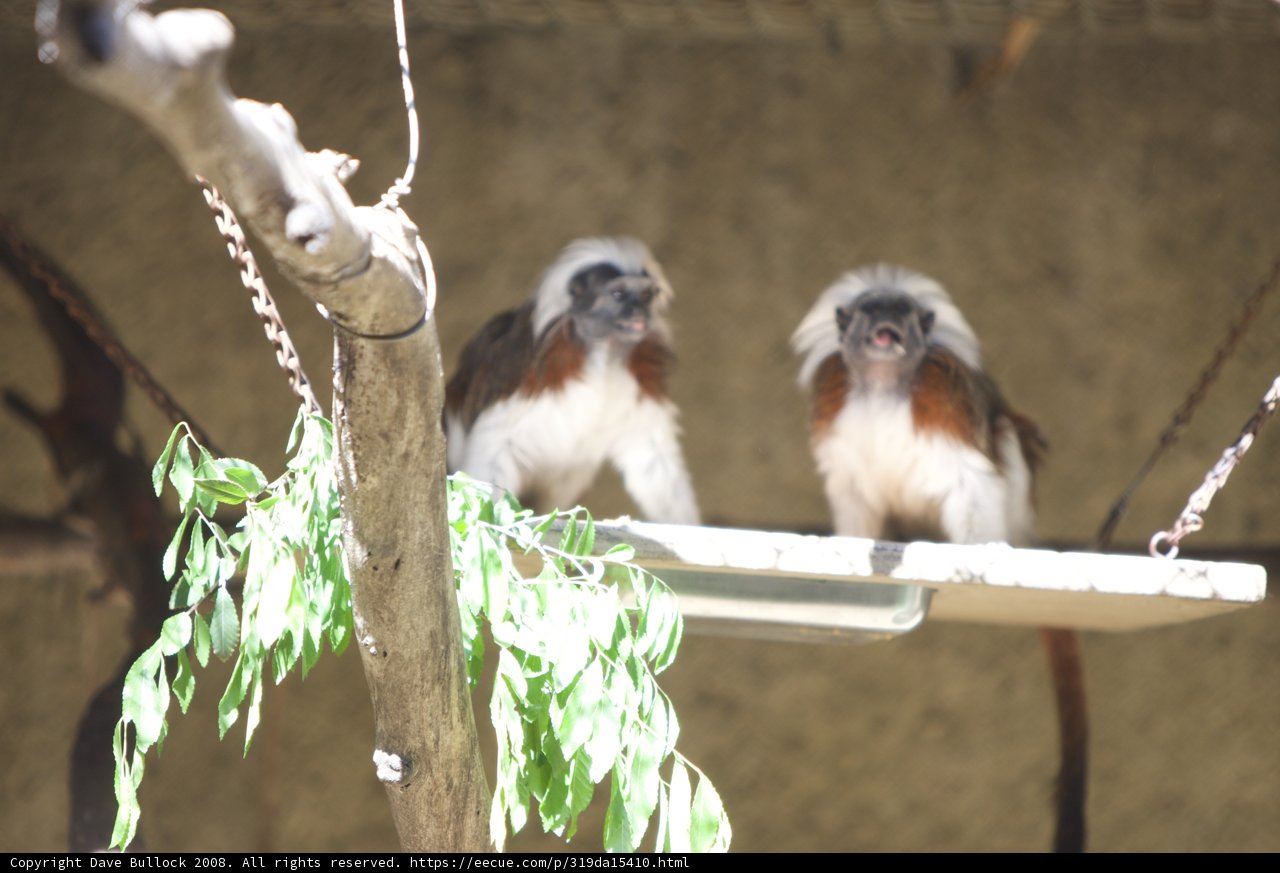 A Pair of Playful Monkeys on a Branch