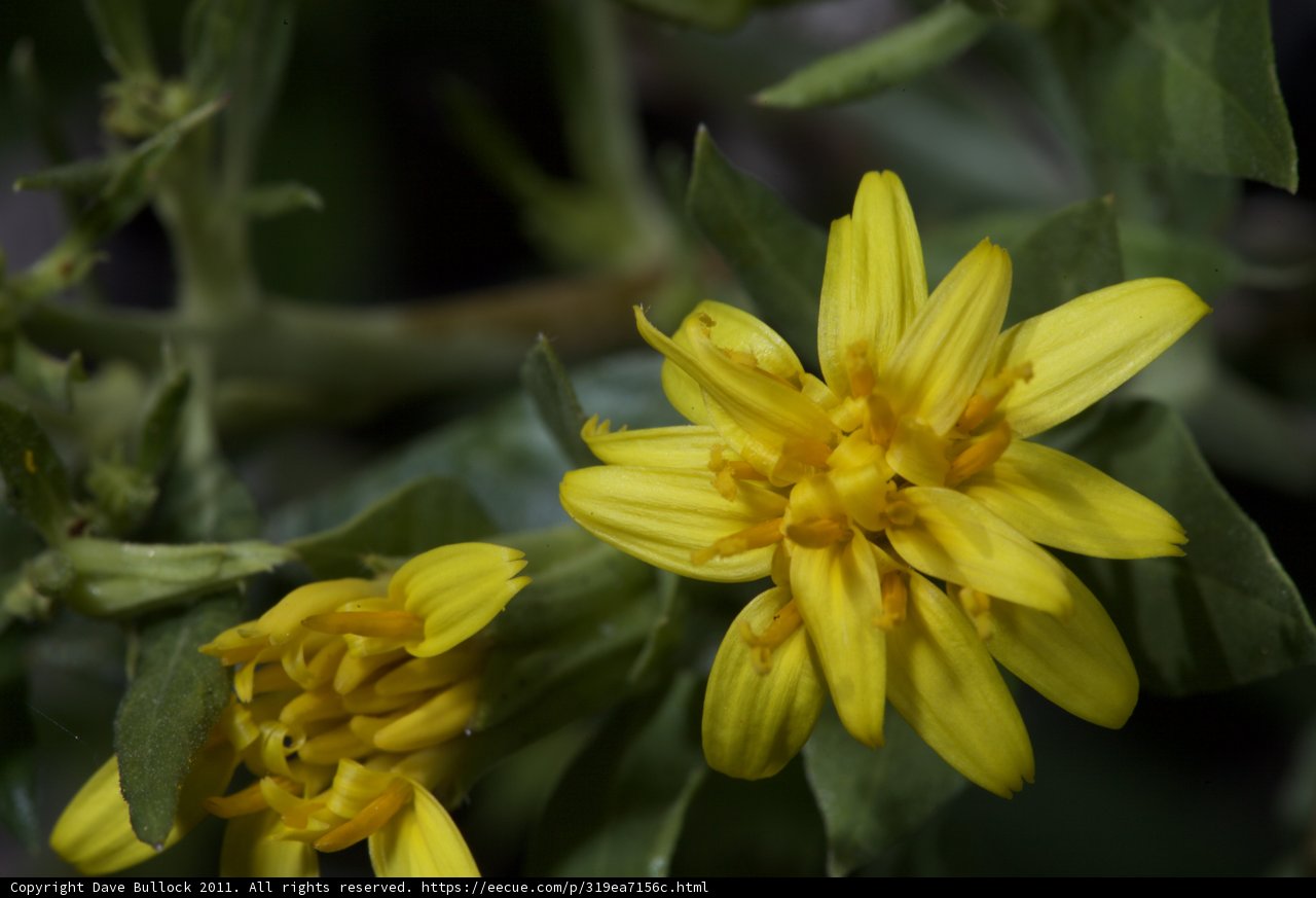 Sunny Bloom
