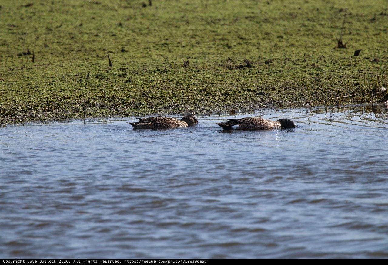 Pair of Blue-winged Teal Resting in Wetland Waters