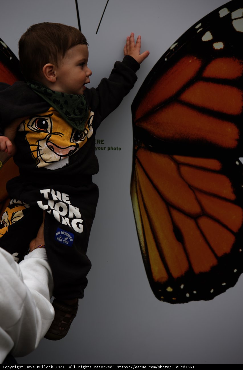 Butterfly Dreams at SF Zoo, 2023