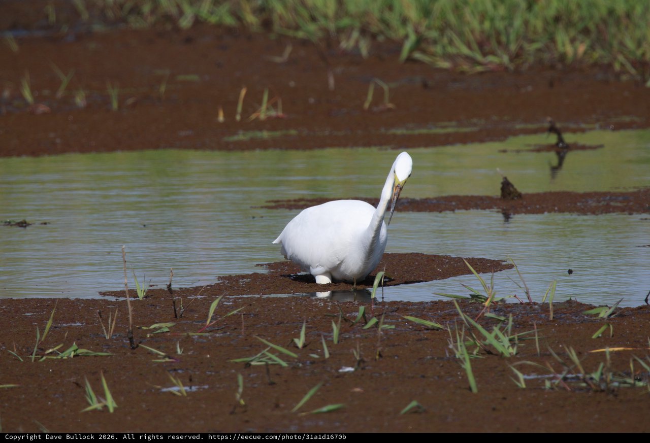 White Egret Preening on Mudflat in Wetland