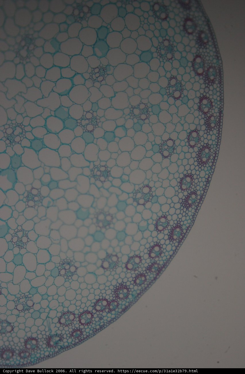 Plant Cell Pattern
