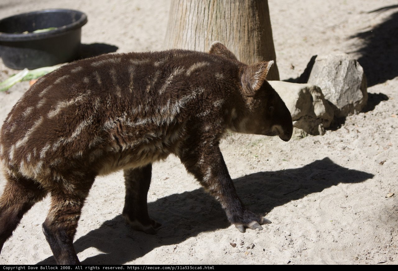 Wild Boar Strolls Down Dirt Road