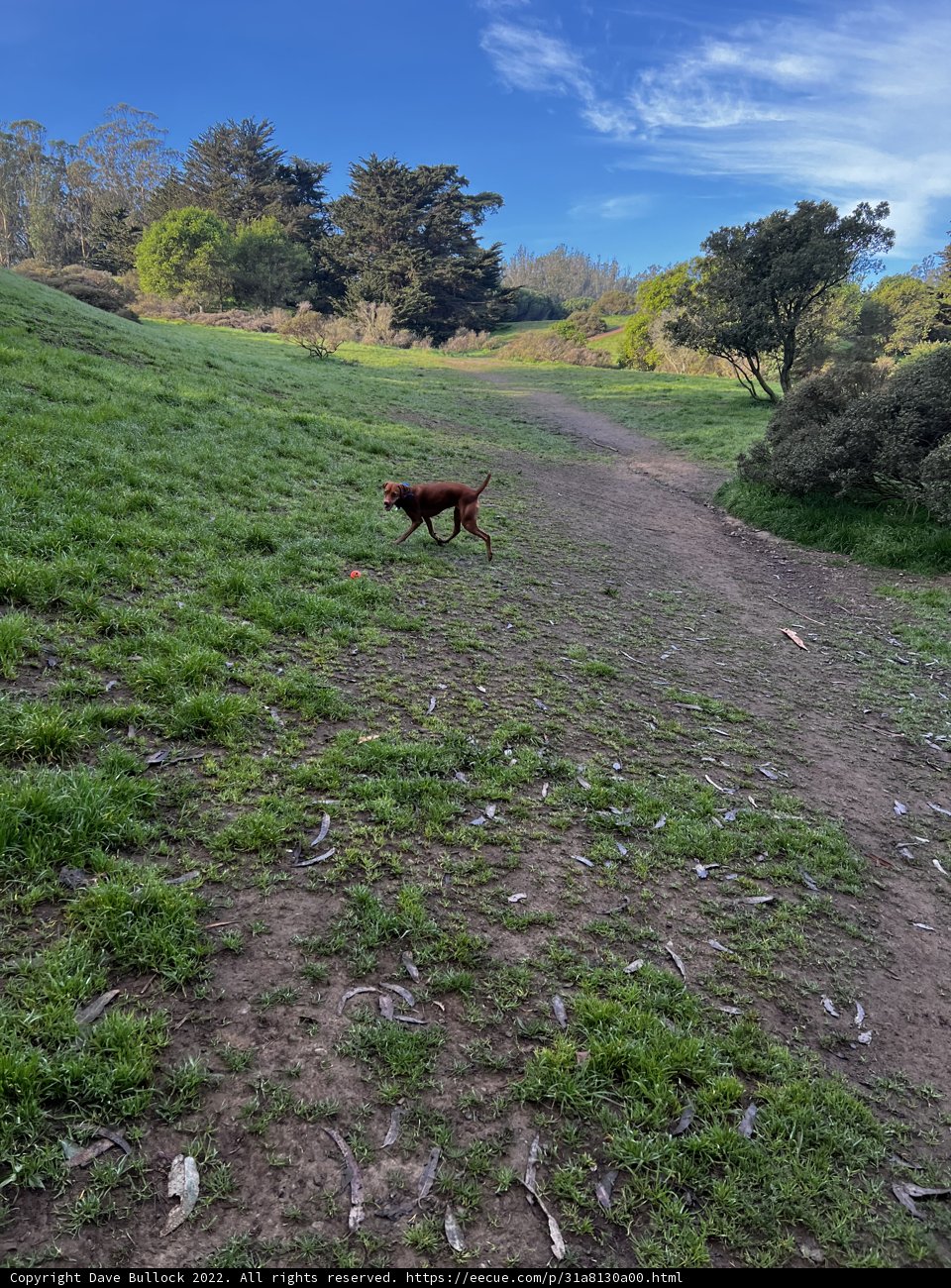 A Dog's Scenic Walk Through the Countryside