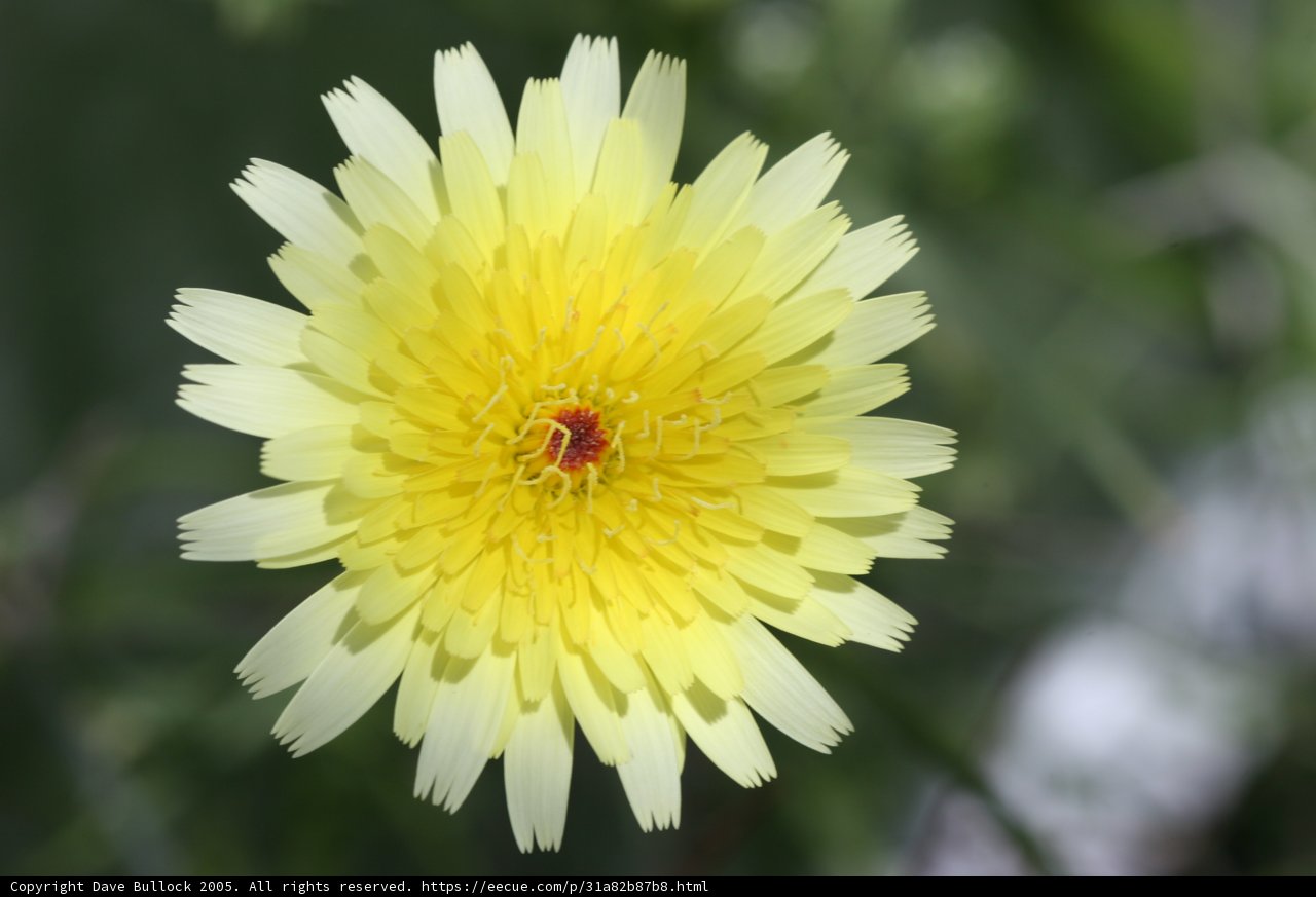 Vibrant Yellow Flower Amongst the Green
