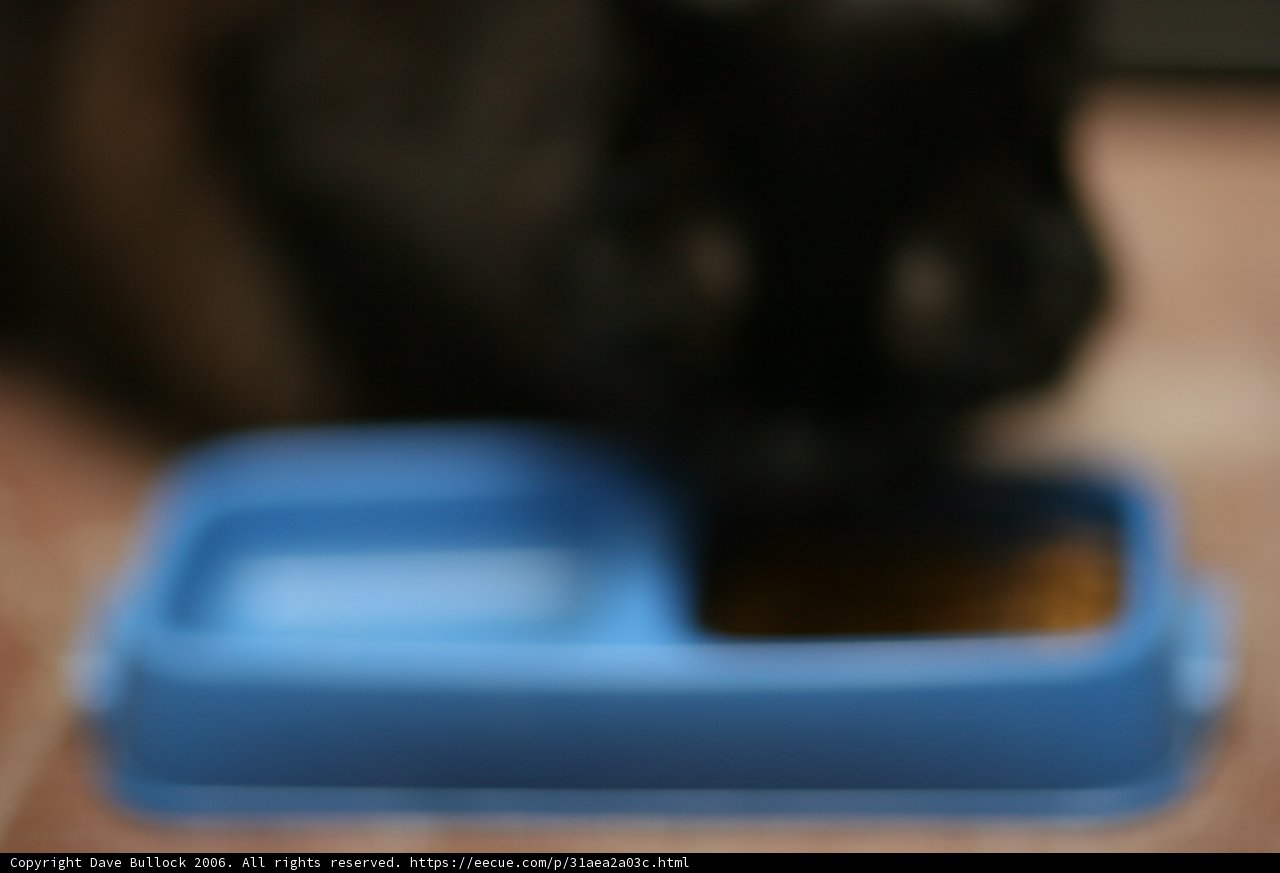 Furry Feasting Feline