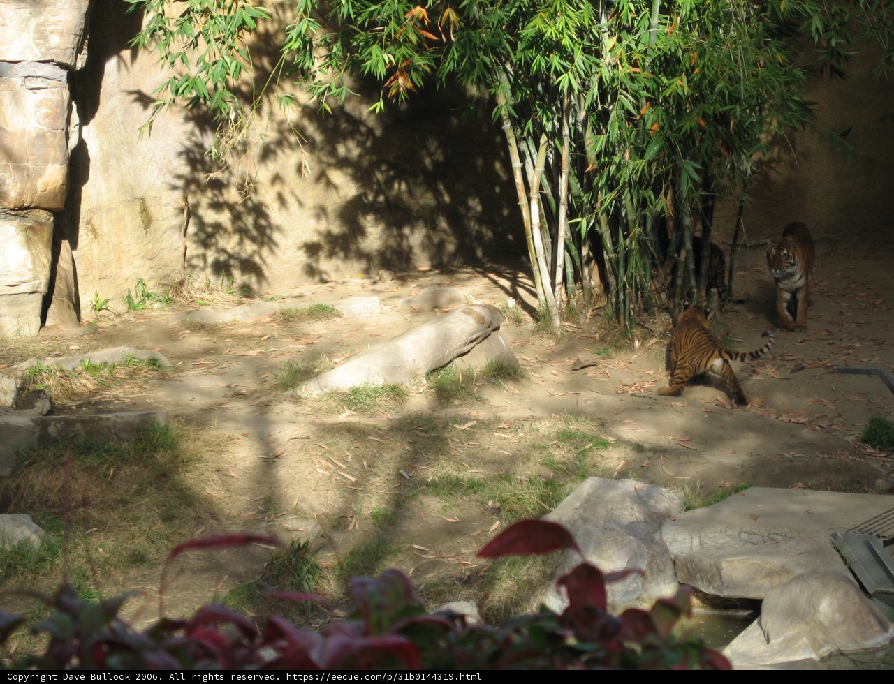 Wildlife in Zoo Enclosure