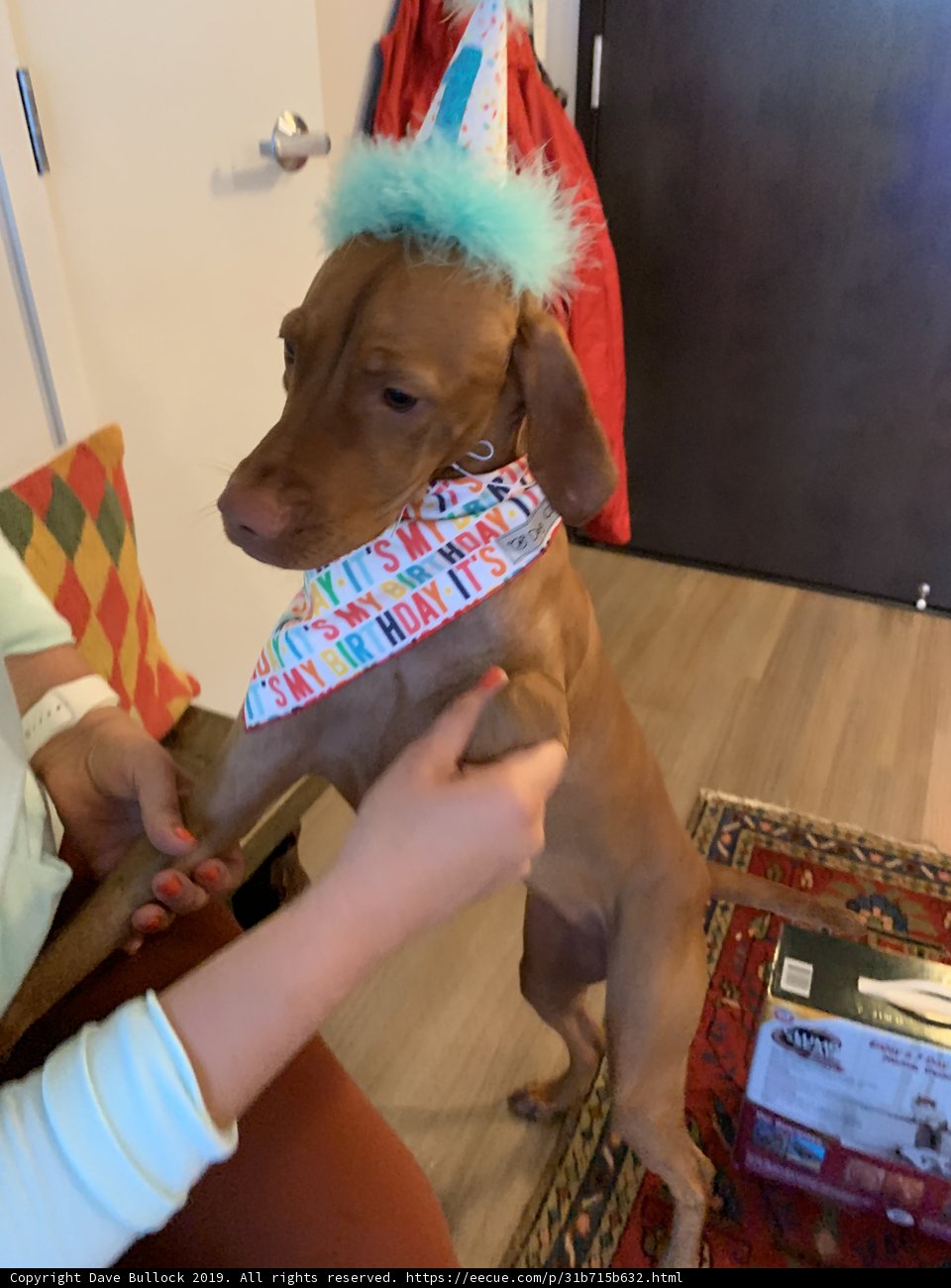 A Birthday Celebration for Man's Best Friend