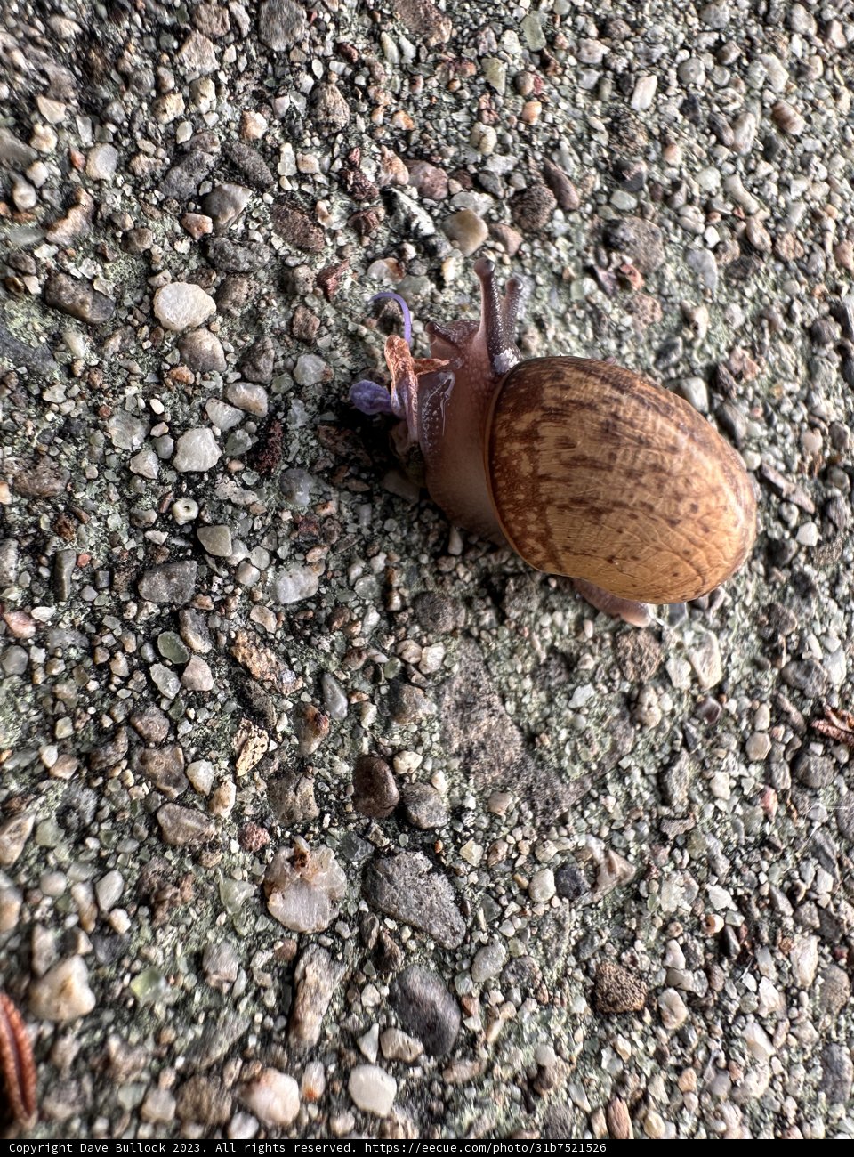 A Slow Stroll Through Rocky Terrain