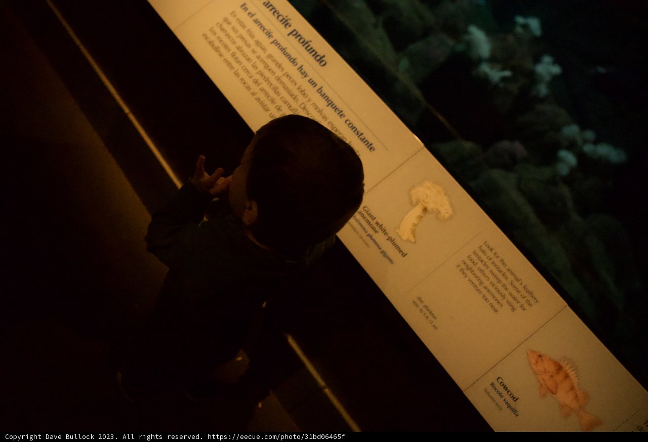 Wonder in the Depths